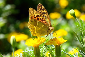 Image showing Brightly butterfly