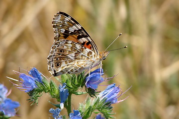 Image showing The big orange butterfly