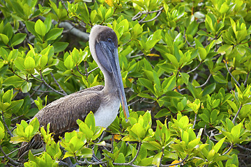 Image showing Pelican resting on Galapagos