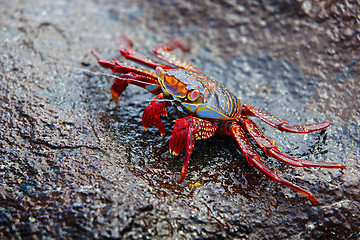 Image showing Sally lightfoot crab on Galapagos