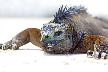 Image showing Galapagos marine Iguana