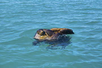 Image showing Mating sea turtles
