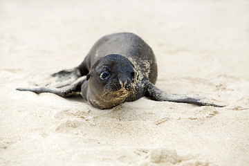 Image showing Newborn Sea Lion