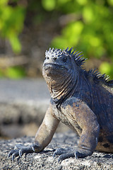 Image showing Galapagos marine Iguana