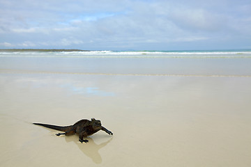 Image showing Galapagos marine Iguana