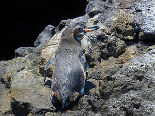 Image showing A Galapagos Penguin