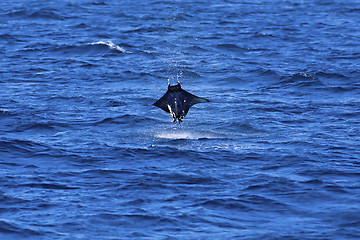 Image showing Manta ray jumping