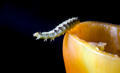 Image showing caterpillar and vegetable