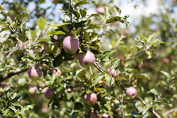 Image showing red apples