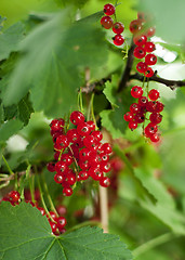 Image showing redcurrant
