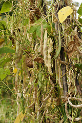 Image showing mature beans