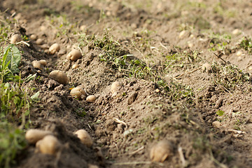 Image showing digging potatoes