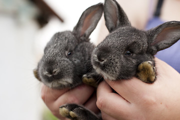 Image showing two rabbits