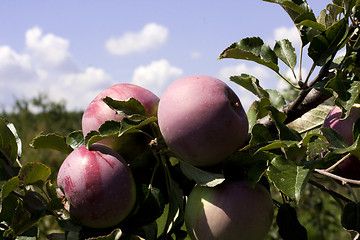Image showing red apples