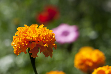 Image showing orange flower