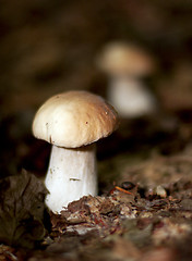 Image showing mushroom