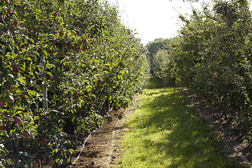 Image showing apple orchard