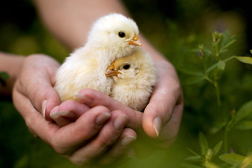 Image showing Chickens in the hands of