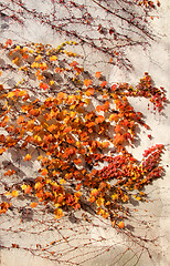 Image showing autumn wall