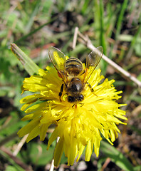 Image showing  bee on flower