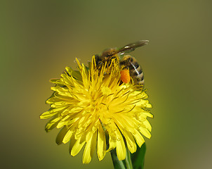 Image showing  bee on dandelion