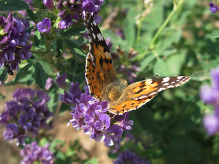 Image showing butterfly