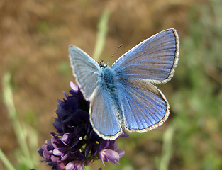 Image showing common blue butterfly