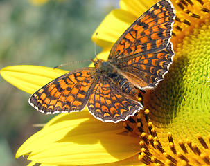 Image showing beautiful butterfly