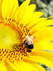 Image showing  bumblebee on sunflower 