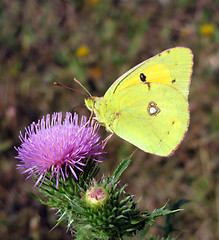 Image showing brimstone butterfly 