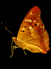 Image showing golden butterfly 