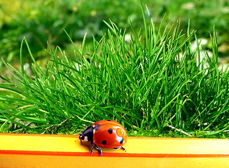 Image showing ladybird on a pencil