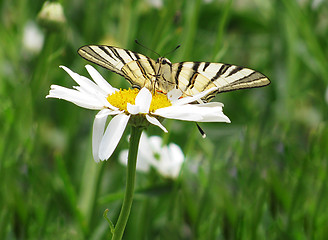 Image showing butterfly on camomile