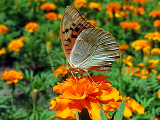 Image showing butterfly on marigold