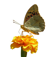 Image showing butterfly on flower