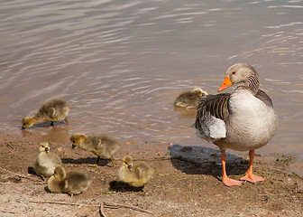 Image showing greylag family