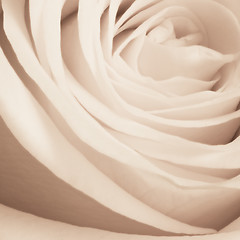 Image showing white rose close up