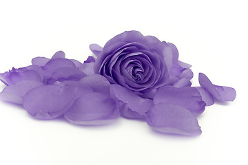 Image showing violet rose macro