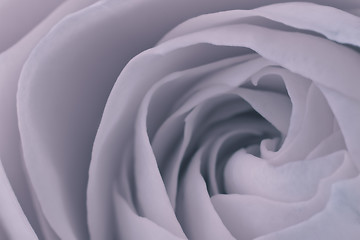 Image showing rose macro