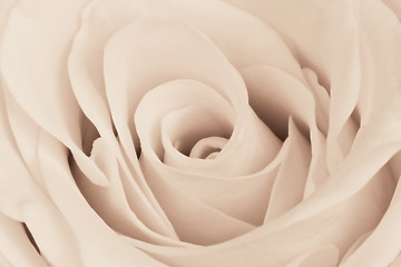 Image showing white rose close up