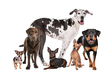 Image showing large group of dogs  