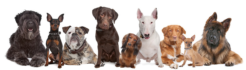 Image showing Group of Dogs