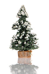 Image showing Miniature pine tree