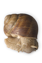 Image showing snail