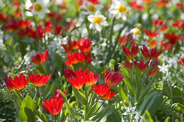 Image showing blumenwiese tulpen