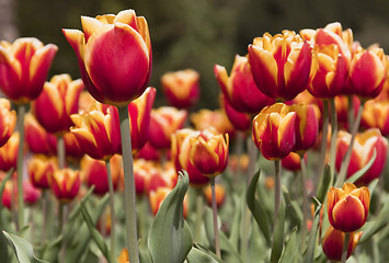 Image showing Tulpen