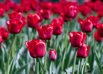 Image showing Tulpen