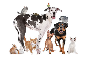 Image showing Pets in front of a white background