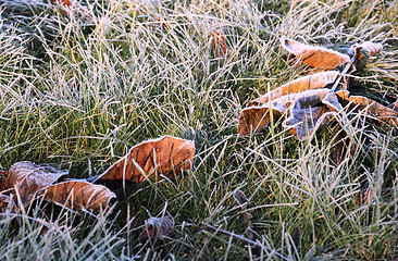 Image showing Fallen Leaves on Green Snowy Grass