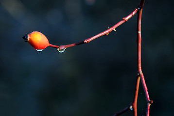 Image showing Icy Canker Berry